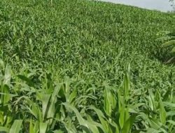 Harga Singkong Anjlok Drastis, Petani Desa Jukung Rembang Ramai-ramai Beralih ke Tanaman Jagung