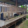 Harga Kambing Anjlok di Rembang Begini Tanggapan Peternak.