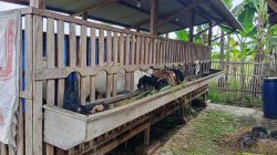 Harga Kambing Anjlok di Rembang Begini Tanggapan Peternak.