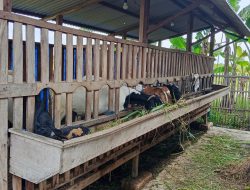 Harga Kambing Anjlok di Rembang Begini Tanggapan Peternak.