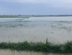 Intensitas Hujan Tinggi Di Rembang Rendam Padi