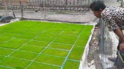 Petani Rembang Beralih ke Rice Transplanteruntuk Efisiensi dan Produktivitas