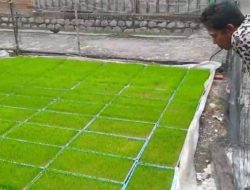Petani Rembang Beralih ke Rice Transplanteruntuk Efisiensi dan Produktivitas