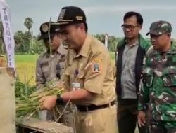 Panen Padi MT I Rembang Melimpah, Harga Gabah di Atas Target