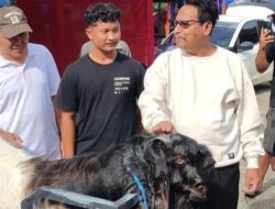 Wow! Kambing Kontes Lebih Mahal dari Sapi Hingga Capai Miliyaran.