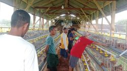 Kepastian Perbaikan Jalan Desa Maguan Hingga Gebrakan Ayam Petelur BUMDes “Taman Langit” Tahun 2026.