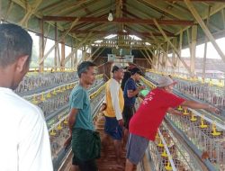 Kepastian Perbaikan Jalan Desa Maguan Hingga Gebrakan Ayam Petelur BUMDes “Taman Langit” Tahun 2026.