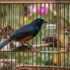 Di Tangan Yang Tepat Burung Murai Batu Di Rembang Laku Puluhan Juta