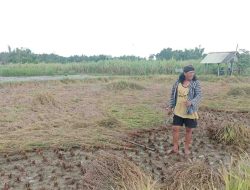 Padi Siap Panen Di kecamatan Kaliori Rembang Rubuh Diterjang Hujan Badai