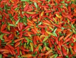 Tekan Inflasi Ramadan, Pemkab Rembang Gelar Intervensi Pasar Lewat Subsidi Cabai Rawit