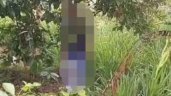 Penemuan Jenazah Pria Tergantung di Perkebunan Cengkeh Tlogowungu Pati