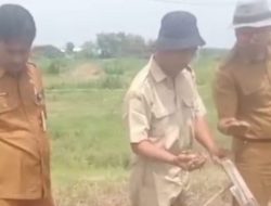 DINAS PERTANIAN KABUPATEN REMBANG RESPON CEPAT ANCAMAN HAMA WERENG DAN CUACA EKSTREM DI GUNUNGSARI