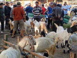 Ratusan Ternak Memadati Pasar Hewan ‘Harga Terjun Bebas’ Bikin Pedagang Menjerit