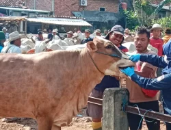 Waspada Kembalinya PMK di Rembang, Dintanpan Dorong Vaksinasi Booster dan Aksi Cepat Peternak