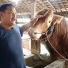 Dintapan Rembang Usulkan Sapi Milik Peternak Desa Meteseh Jadi Hewan Kurban Presiden Prabowo
