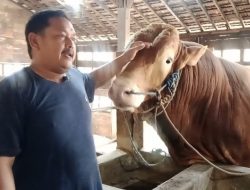 Dintapan Rembang Usulkan Sapi Milik Peternak Desa Meteseh Jadi Hewan Kurban Presiden Prabowo