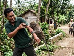 Teror Monyet Liar di Desa Langgar Salah Satu Warga di Larikan Ke Rsud. R. Soetrasno Rembang.