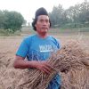 Ancaman Wereng Mengintai Dusun Jambu, Dintapan Rembang Siap Terjunkan Bantuan Pestisida Gratis