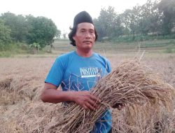 Ancaman Wereng Mengintai Dusun Jambu, Dintapan Rembang Siap Terjunkan Bantuan Pestisida Gratis