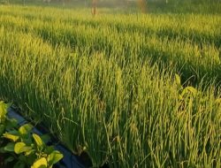 Bukan Cuma Brebes, Rembang Siap Bersaing Jadi Sentra Bawang Merah Baru di Pantura