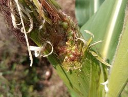 Ancaman Hama Tikus Intai Tanaman Jagung di Rembang, Poktan Ngudi Lestari Bergerak Cepat Amankan 2 Hektar Lahan