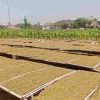 Petani Keluhkan Harga Tembakau Turun, Begini Penjelasan Dintapan Rembang