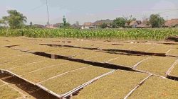 Petani Keluhkan Harga Tembakau Turun, Begini Penjelasan Dintapan Rembang