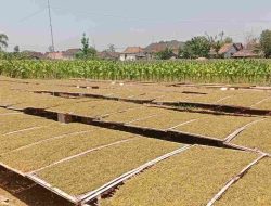 Petani Keluhkan Harga Tembakau Turun, Begini Penjelasan Dintapan Rembang
